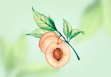 Картинка  Масло косточек абрикоса