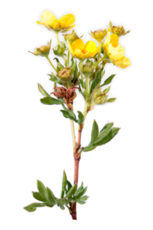 fito plant