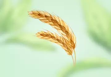 Картинка Масло зародышей пшеницы