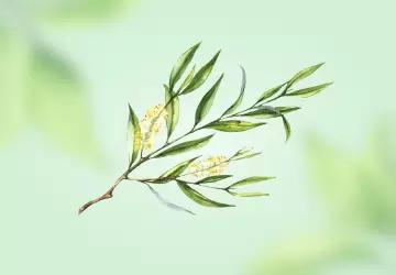Картинка Чайное дерево