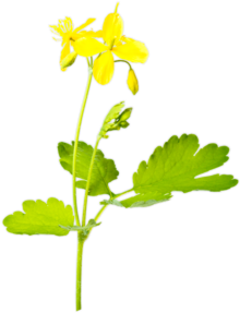 fito plant
