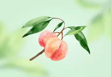 Картинка Белый персик