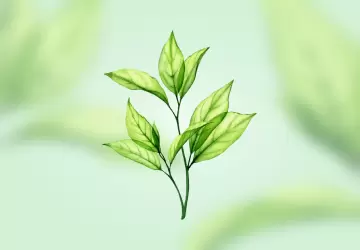 Картинка Экстракт зеленого чая