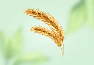 Картинка Экстракт пшеницы